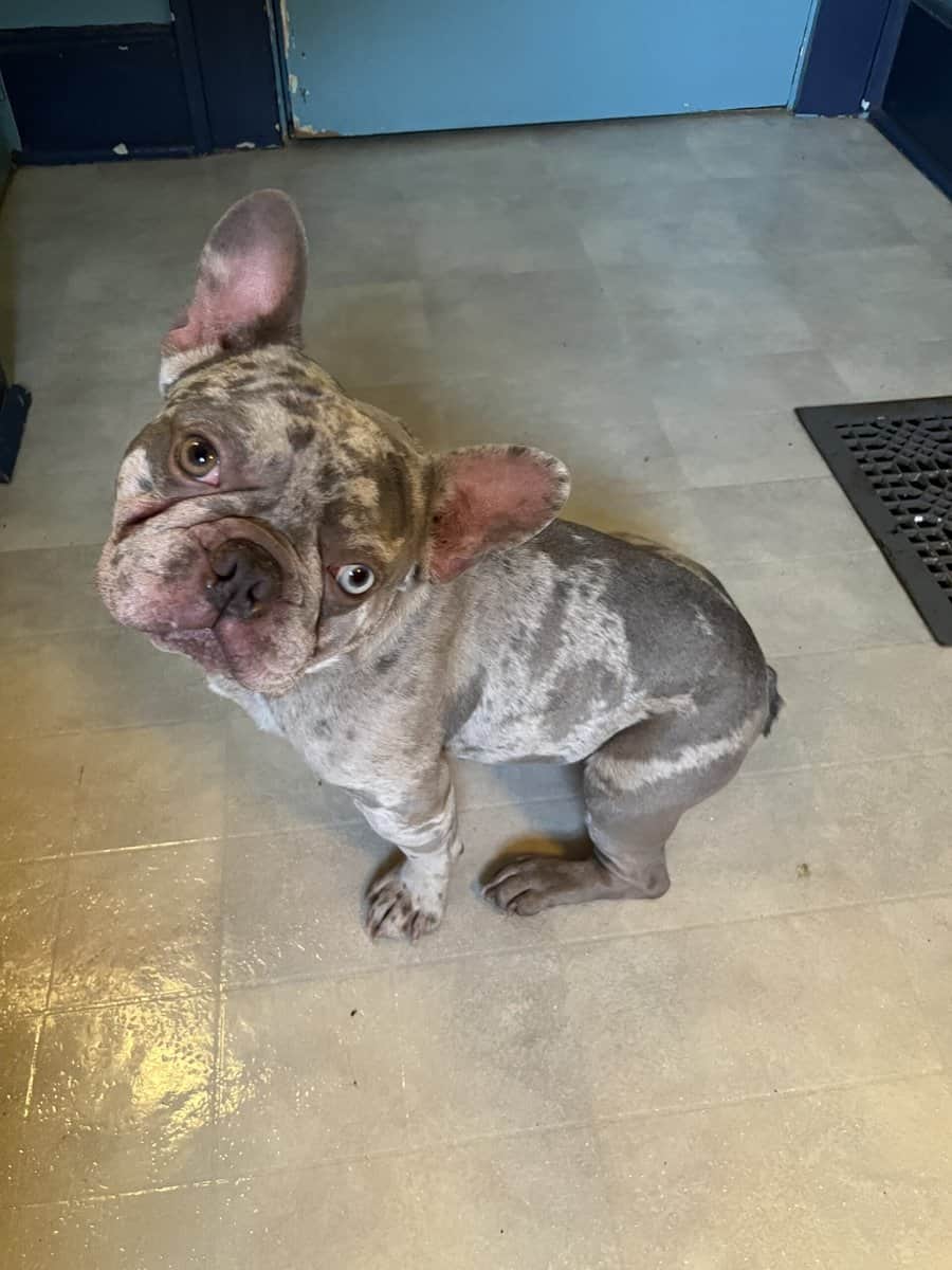 Frenchie Crazy💙 image 1