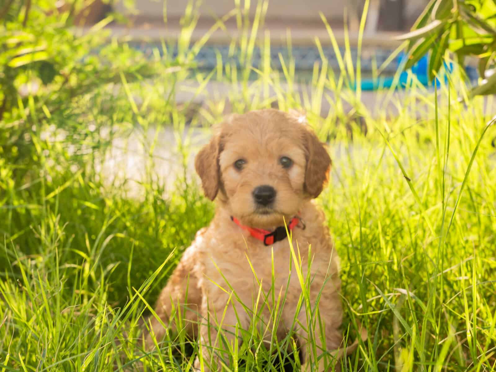 Mochi - Home raised Female F1B Goldendoodle image 4