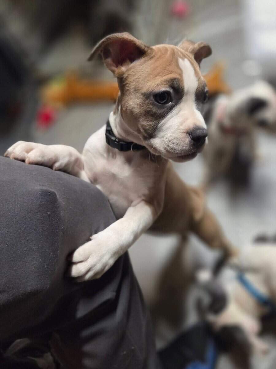 Pitbull puppies image 12