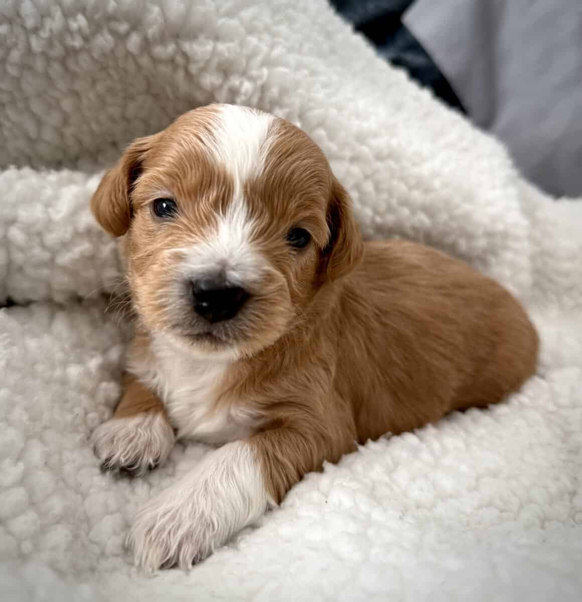 Shih-poo pups image 1