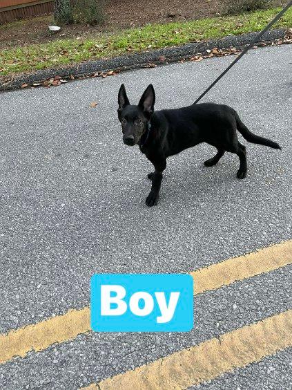 Akc German Shepherd Puppies image 6