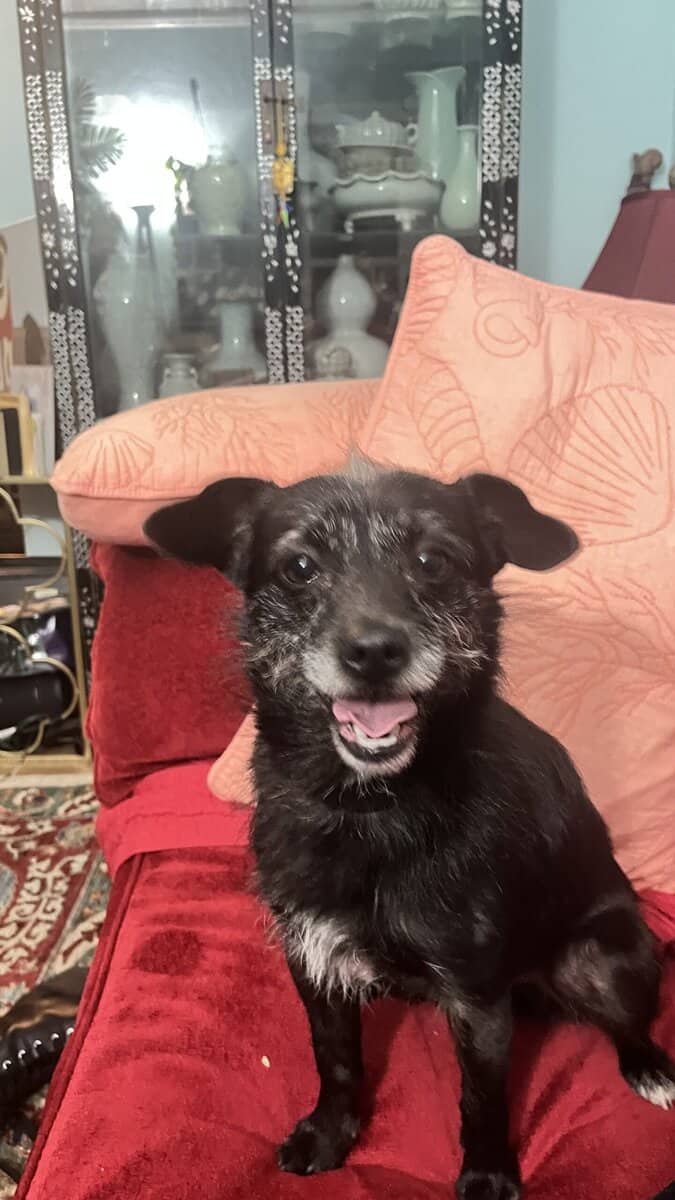 SWEET BOY NEEDS A FOREVER HOME - AVAILABLE NOW image 2