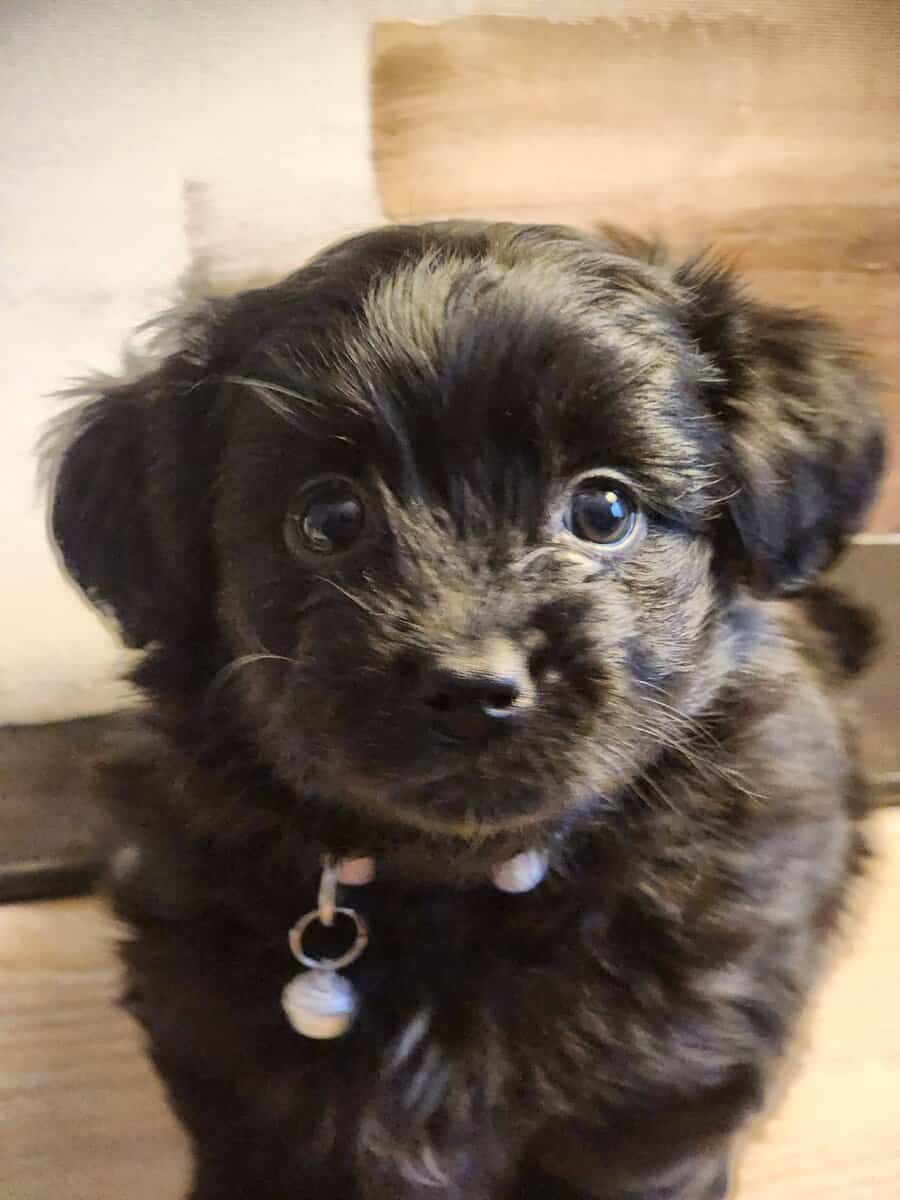 Sweet Shorkie-Poo Puppy Available – Florissant/Haz image 1