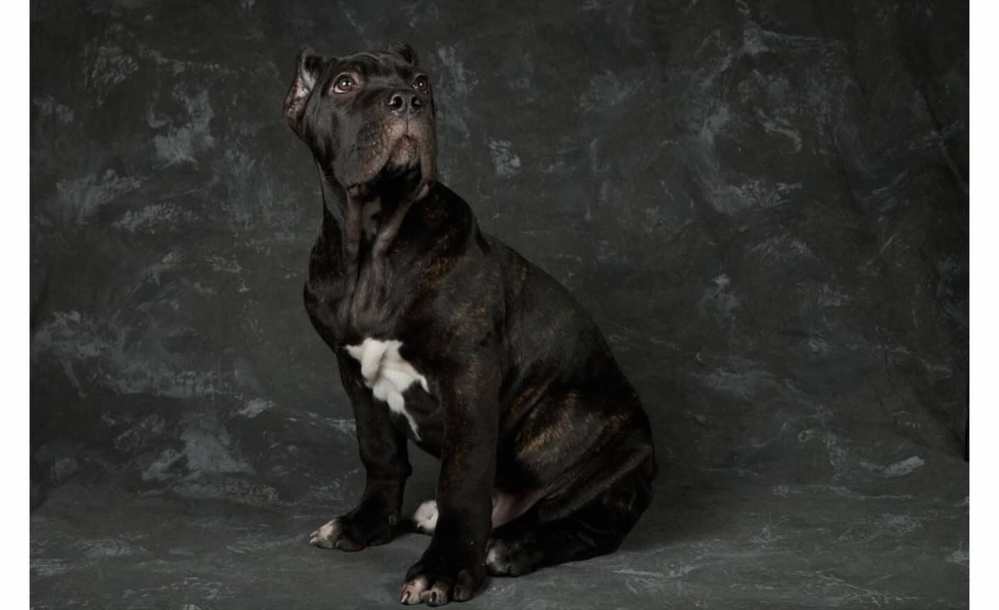 Cane Corso Pups for Sale image 7