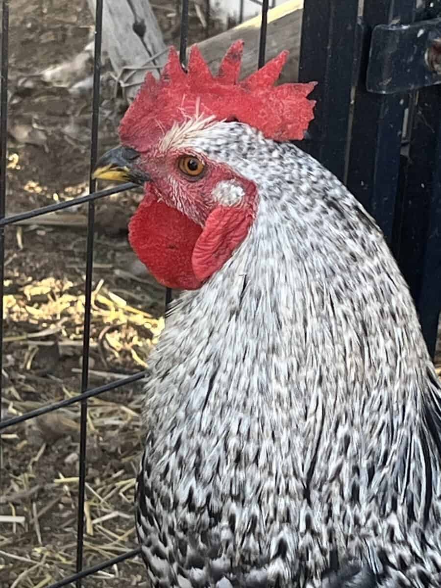 Rooster for sale image 2