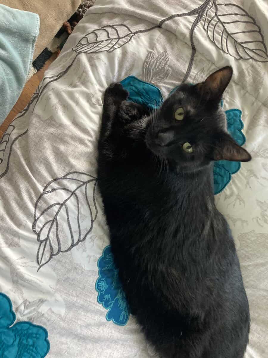 Very meek and sweet boy needs forever home image 1