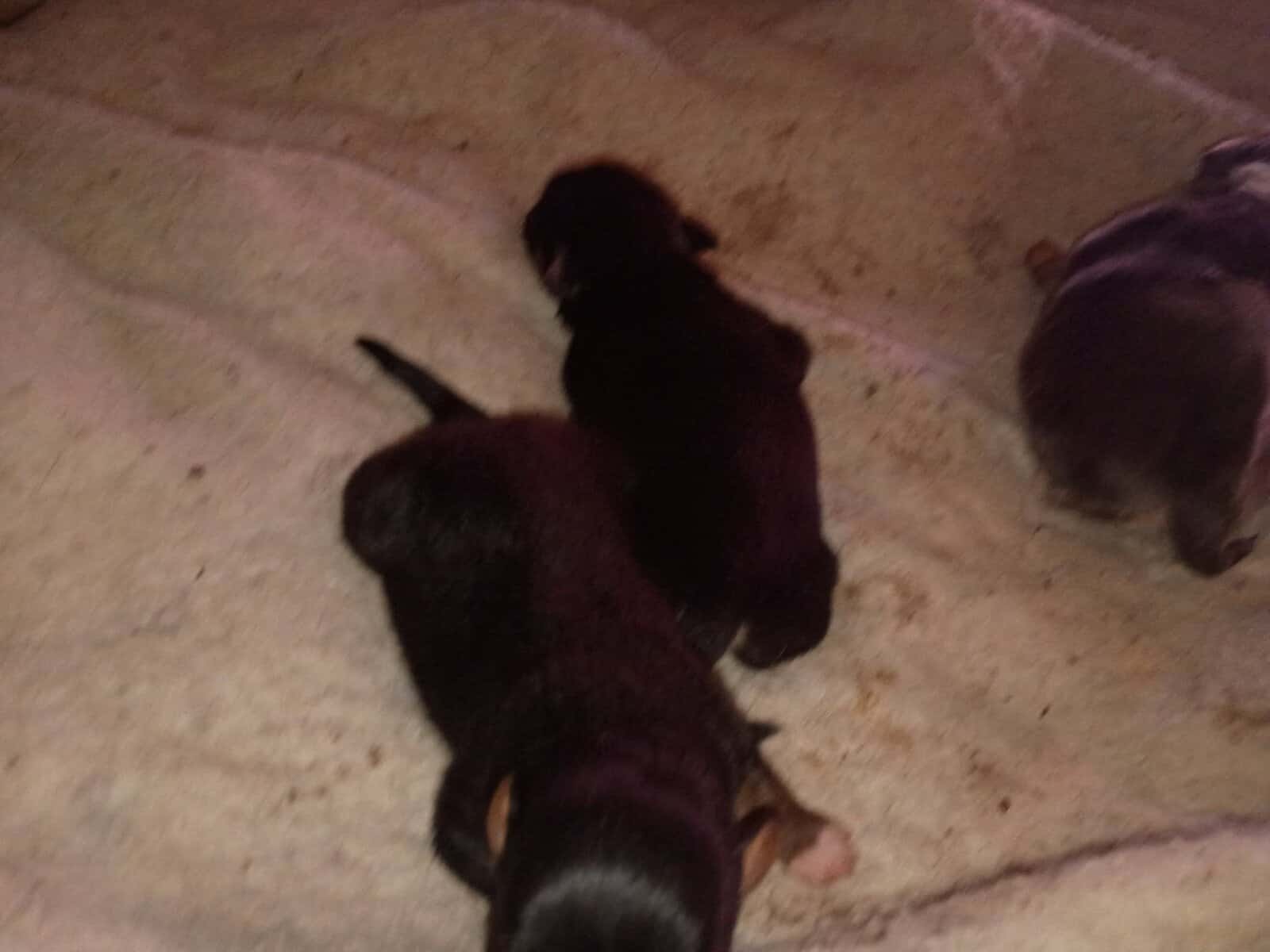 Blue and white full blooded female two twin pomchi image 2