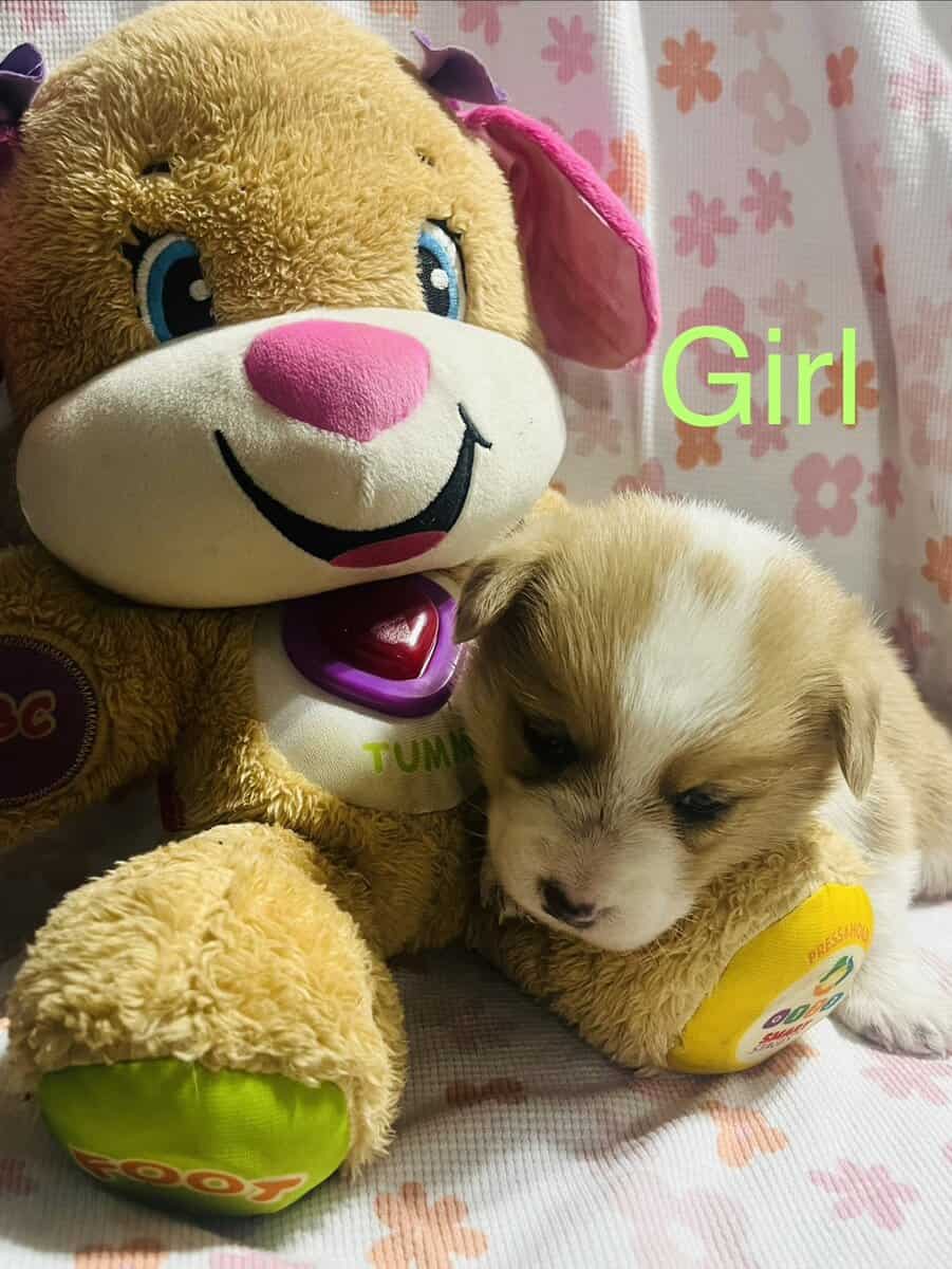 Corgi puppies image 5