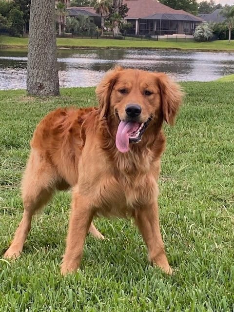 Gloden Retreiver Stud image 1