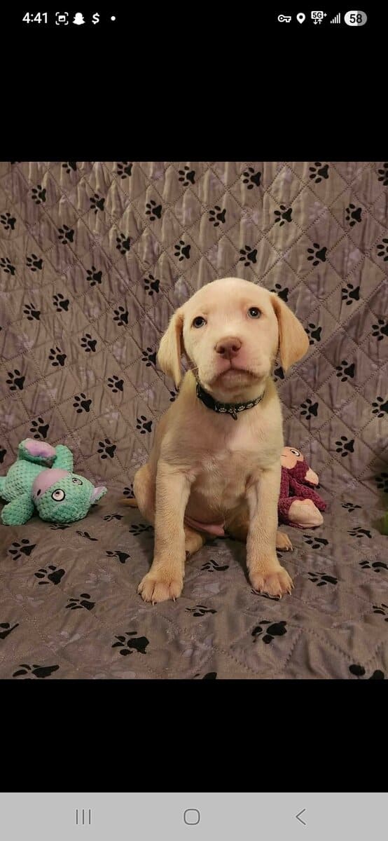 AKC Labrador Retrievers image 1