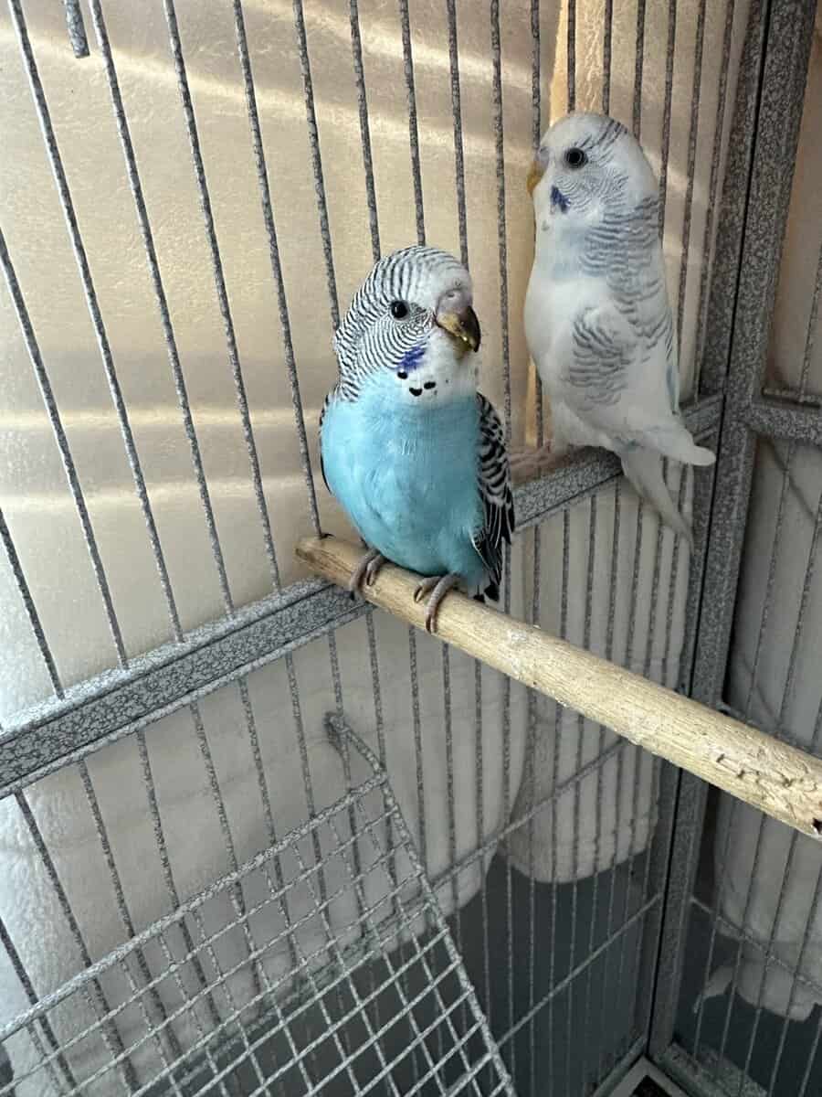 parakeets for sale image 1