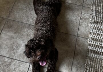 chocolate colored shih poo needs a home