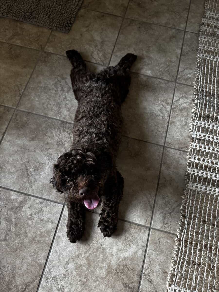 chocolate colored shih poo needs a home image 1