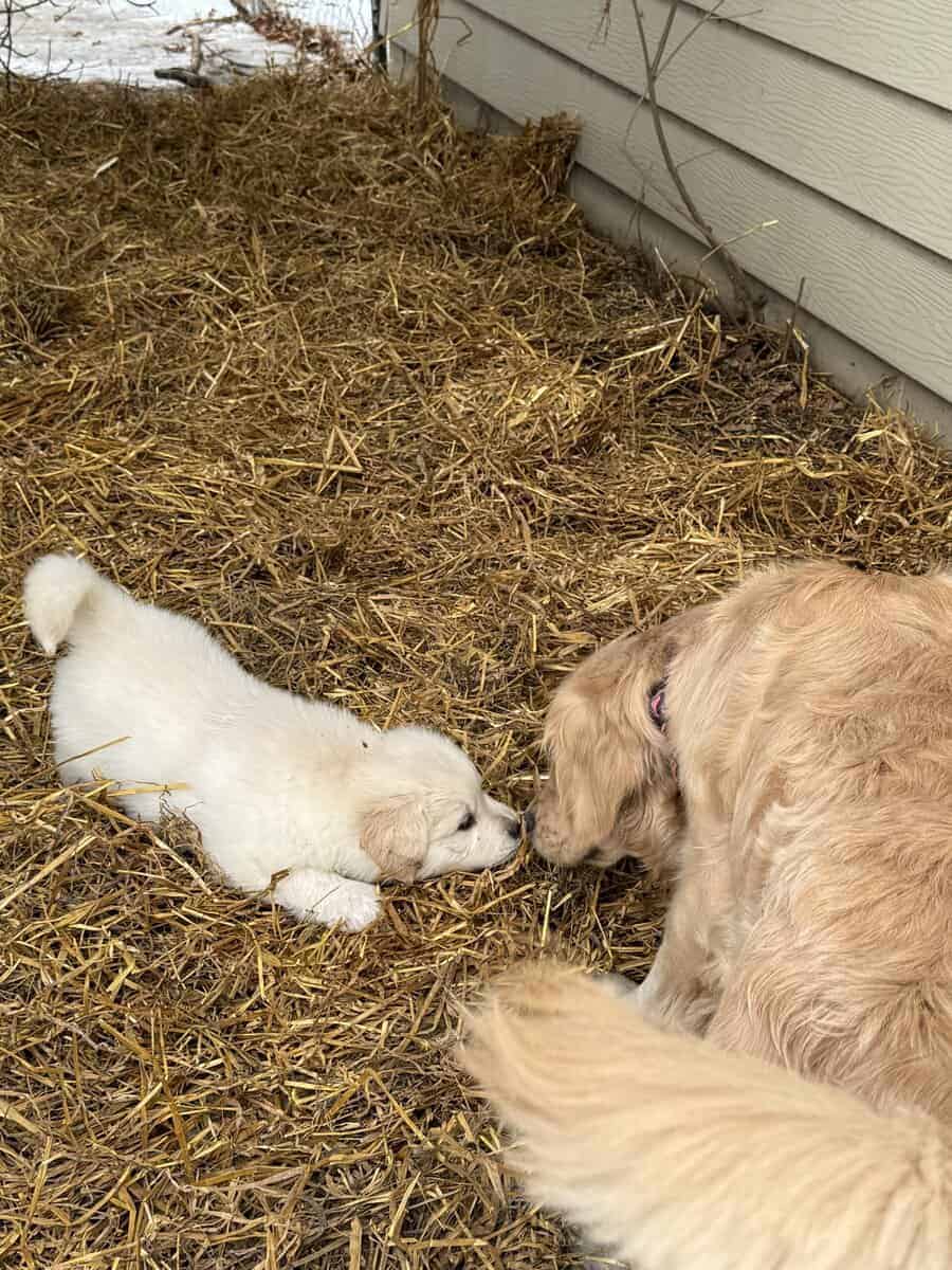 Golden Pyrenees puppies image 4