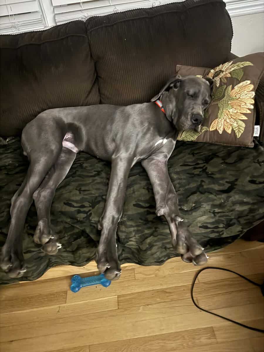 Blue Great Dane for sale image 2