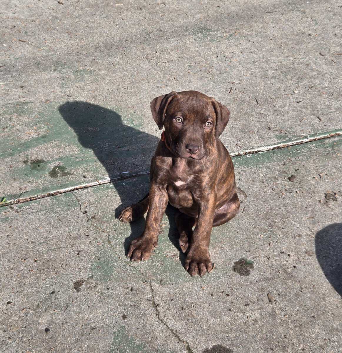 Red Nose American Pit Bull Terrier puppies image 7