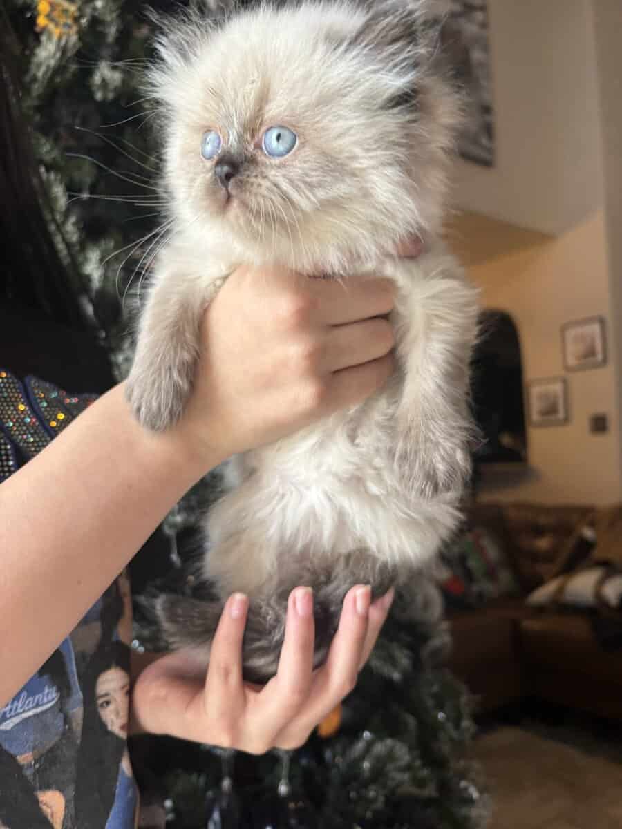 Persian kittens image 2