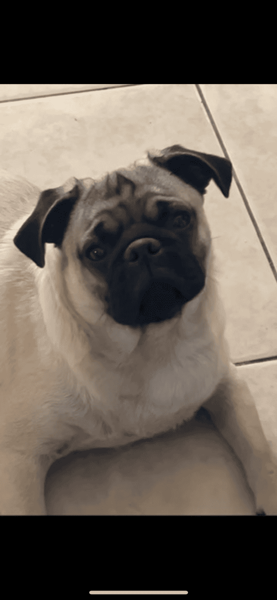 Pug Puppies image 1