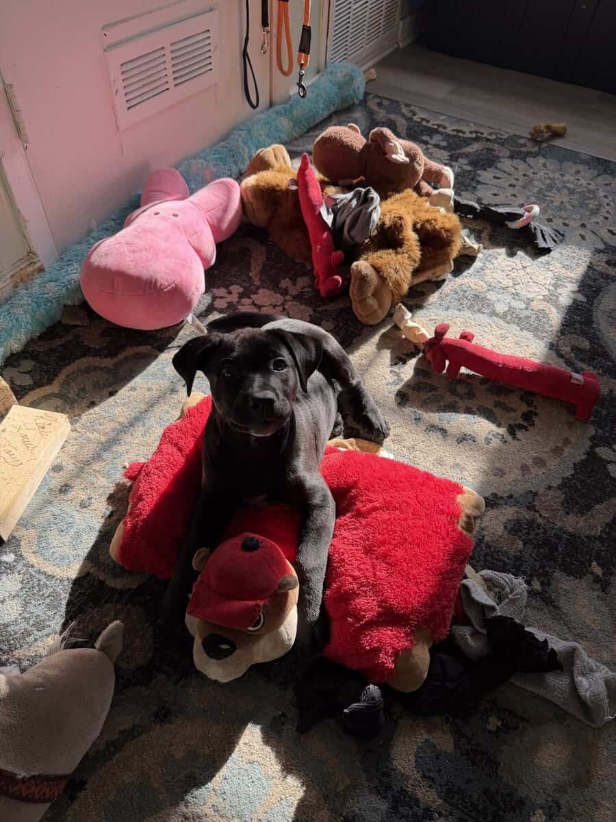 Black lab puppy image 7