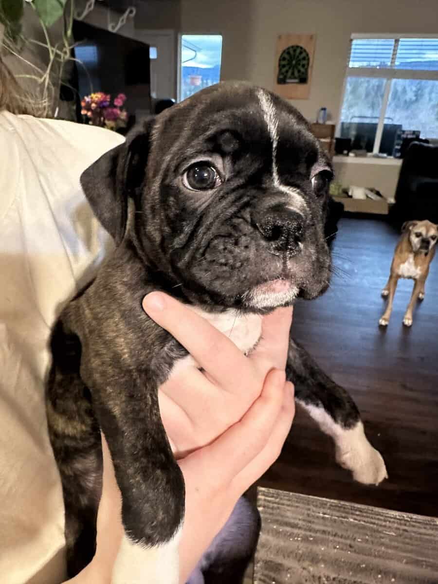 Boxton puppies image 6