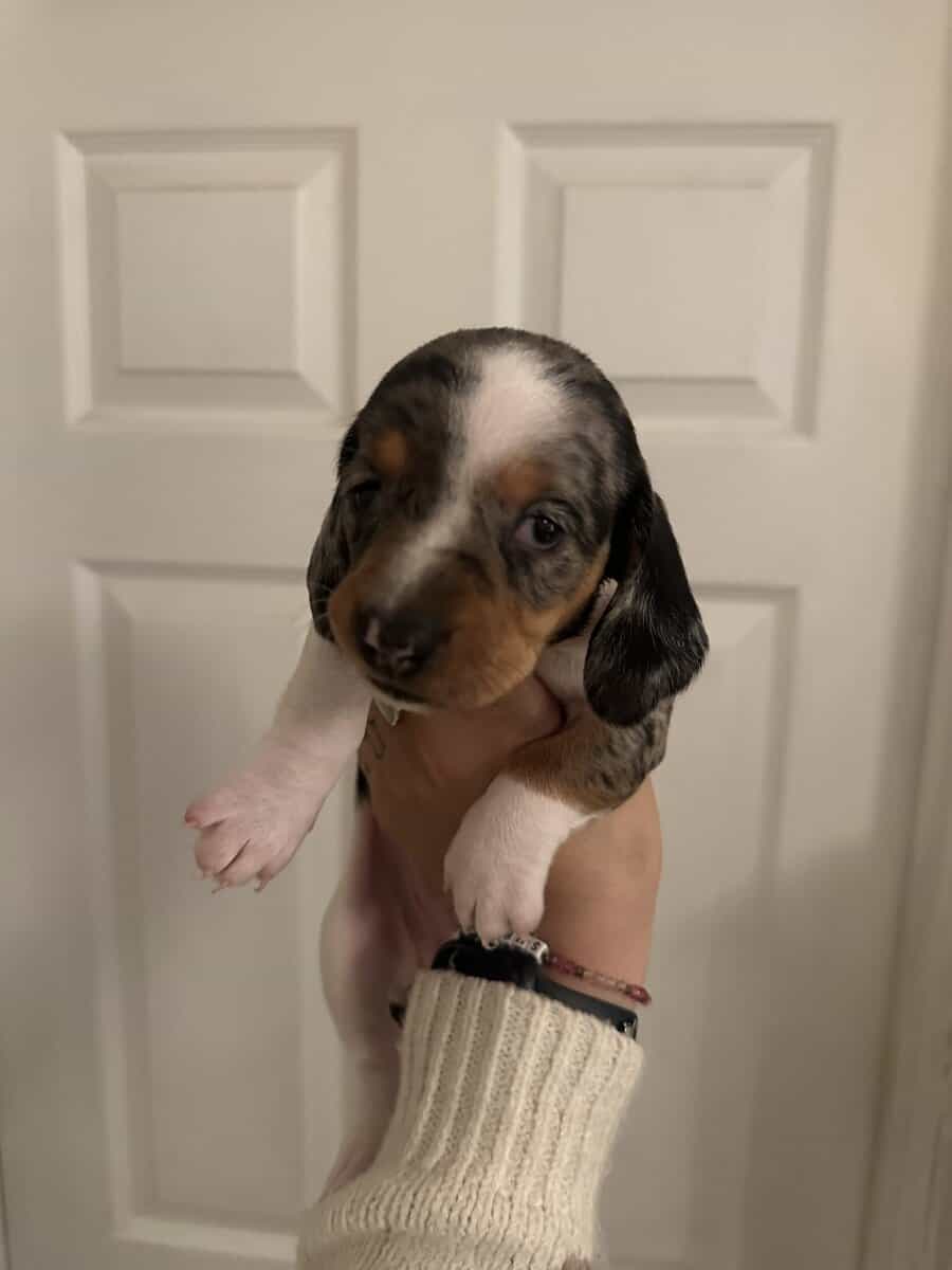 Dachshund Puppies image 6