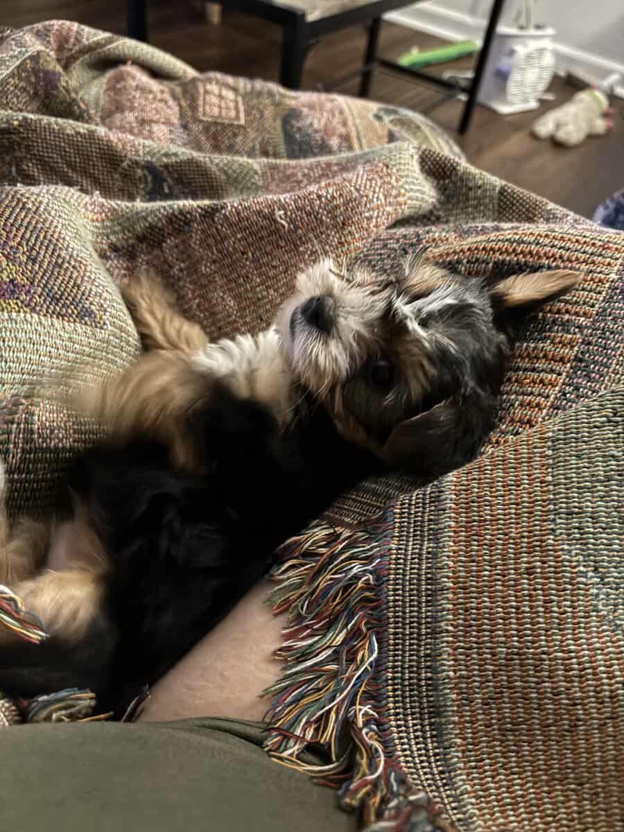 Yorkies yorkies!!!! image 24