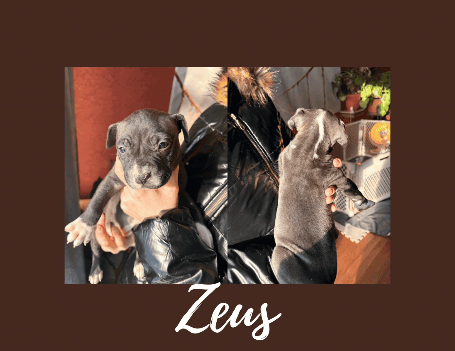 Pitbull puppies image 2