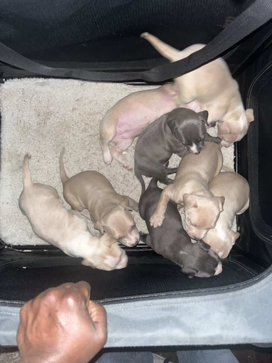 Pit bull puppies image 9