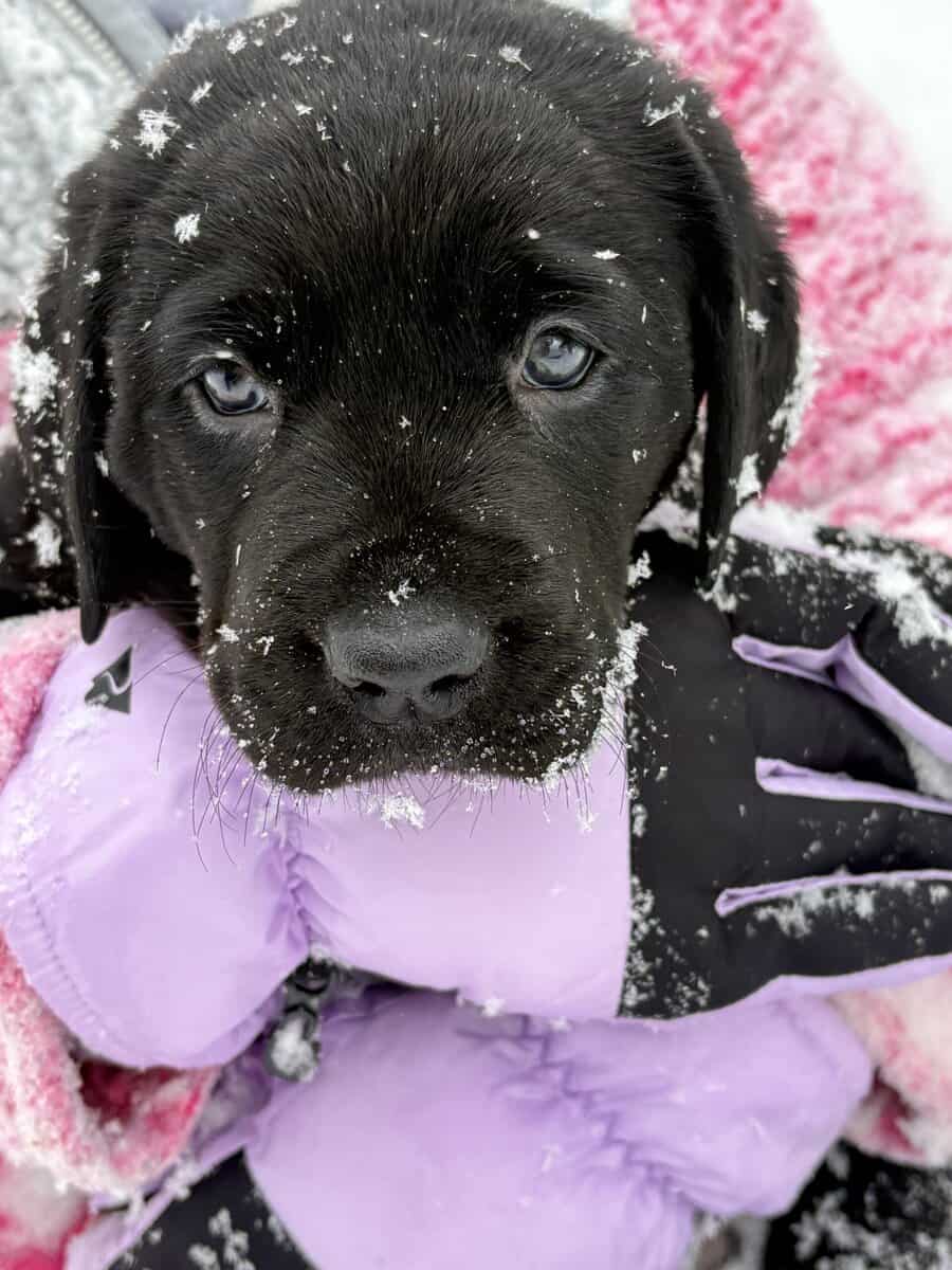 Lab puppies for sale image 4