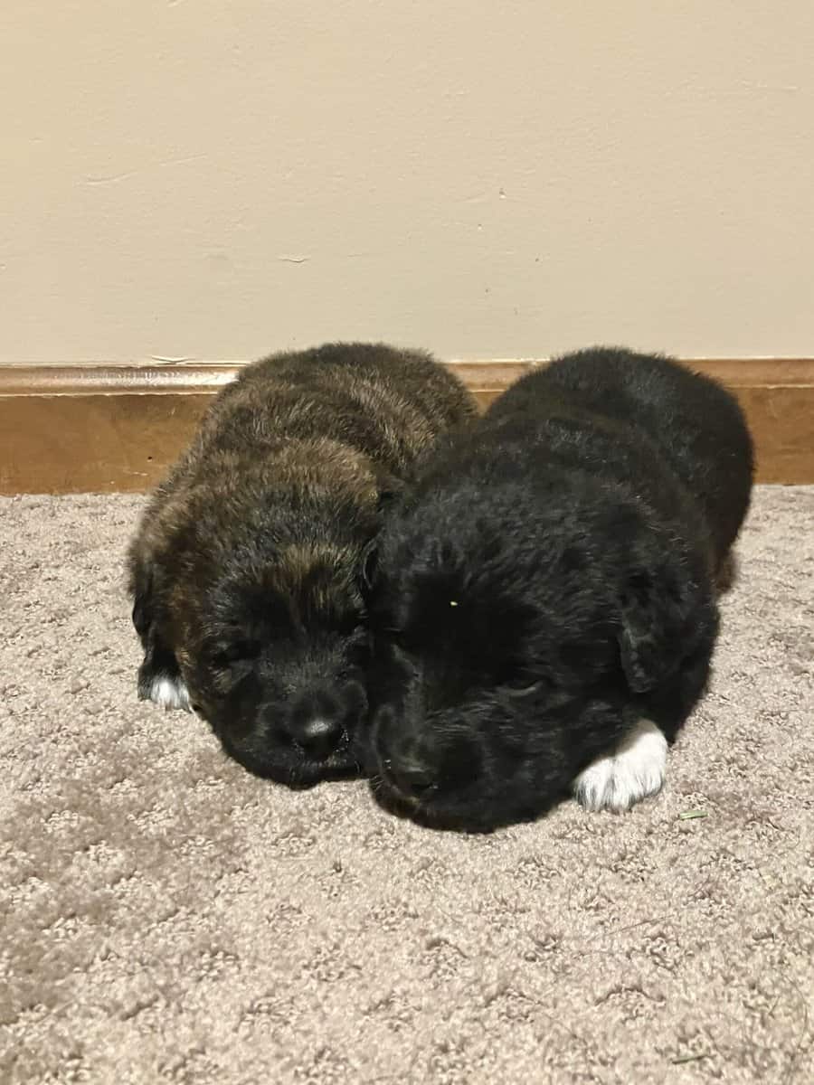 Pyrador Puppies! image 6