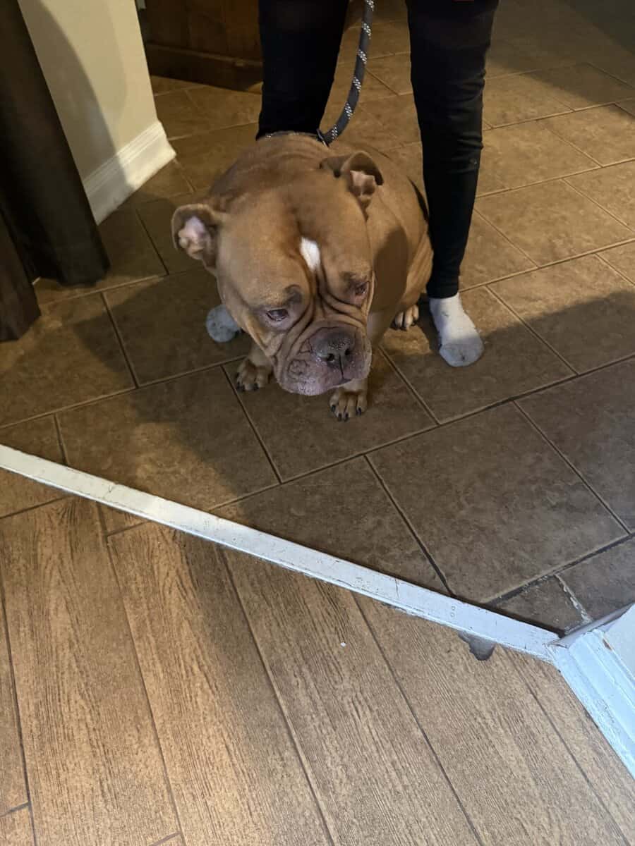 American Bull Dog image 2