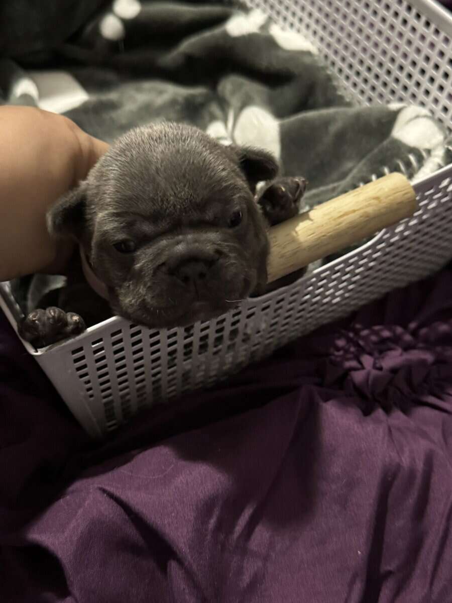 Frenchie Puppies image 5