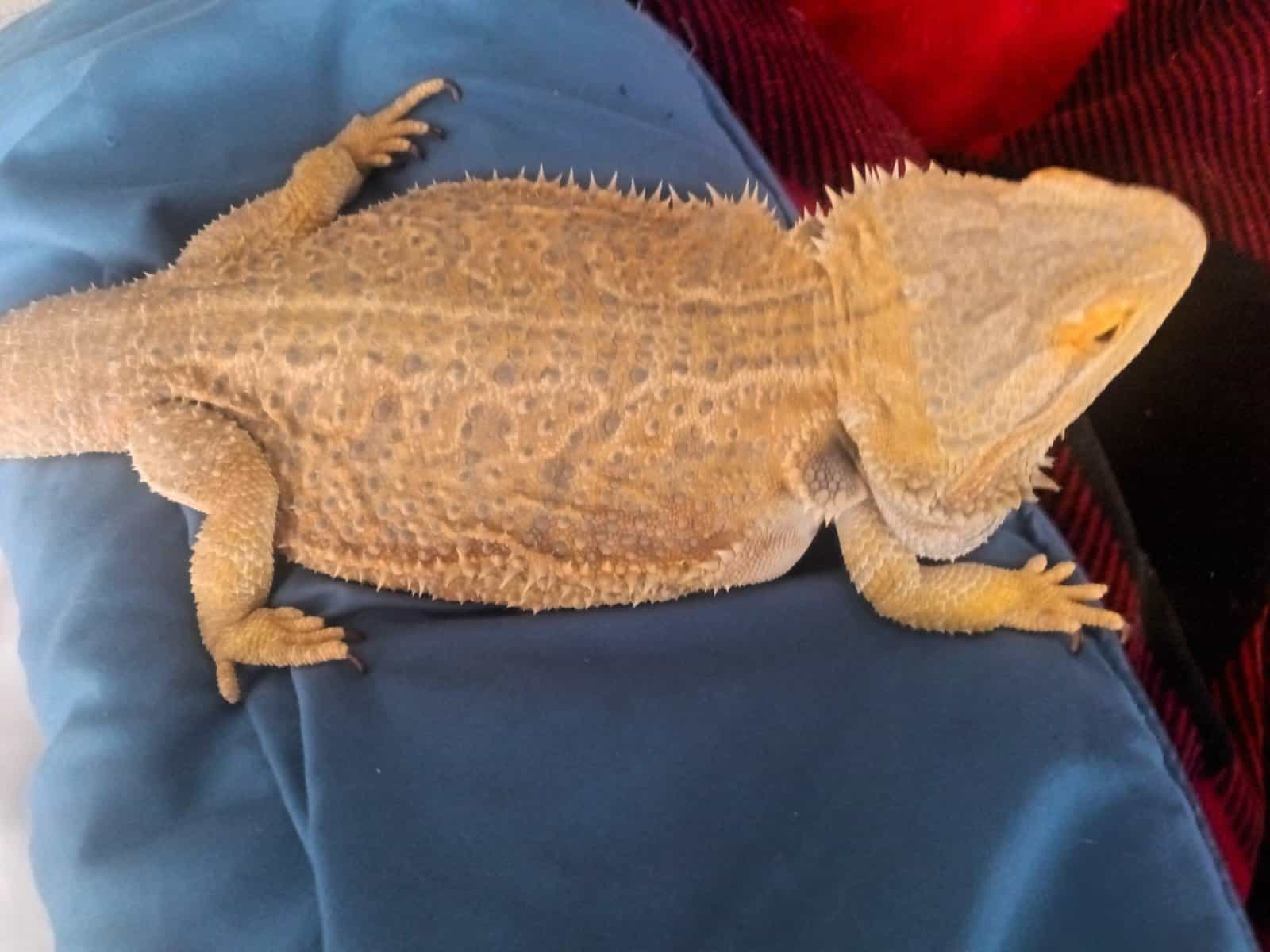 Prince image 2