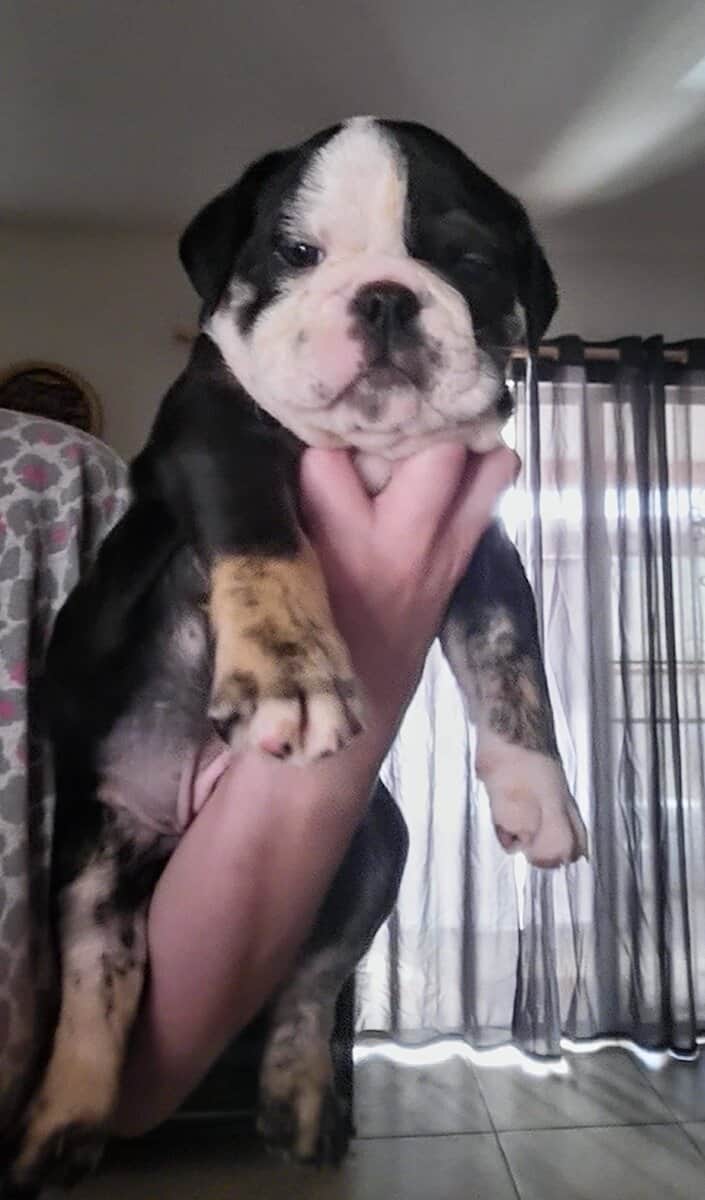7 week male image 2
