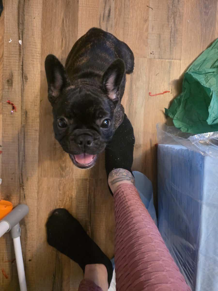 French bulldog female image 3