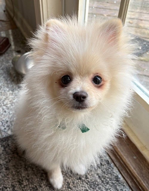 Purebred Pomeranian puppy for sale- Cheshire, CT image 4
