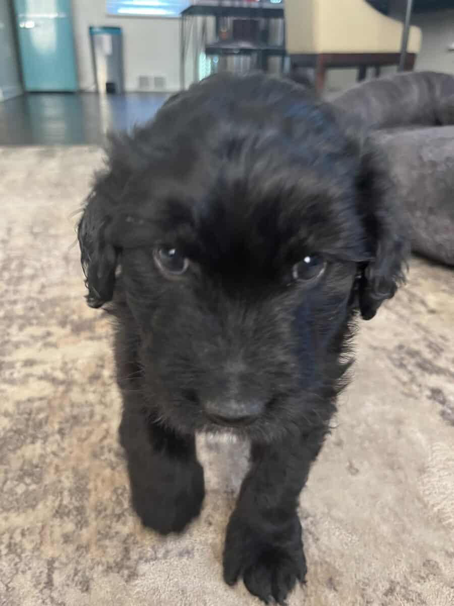 Tiny adorable Aussie doodle puppy image 3