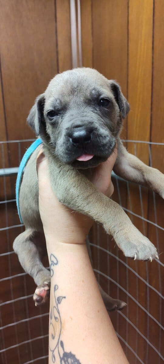 Great Dane puppies image 4