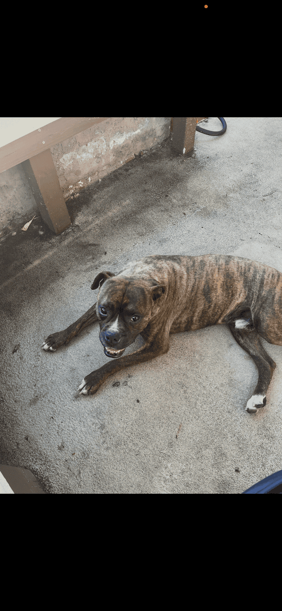 Great dog needs loving home image 3