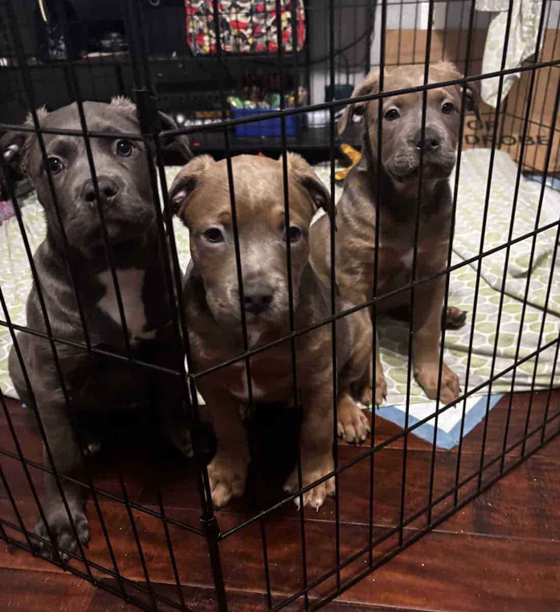 Pitbull puppies born on Christmas image 2