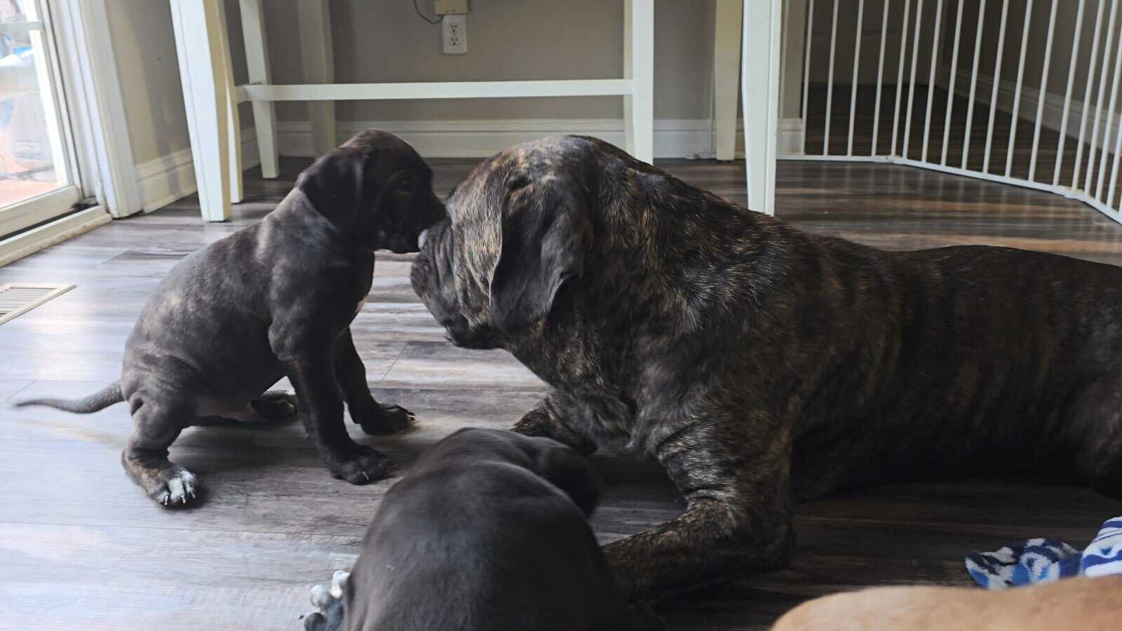 American Bandogg Pups image 8