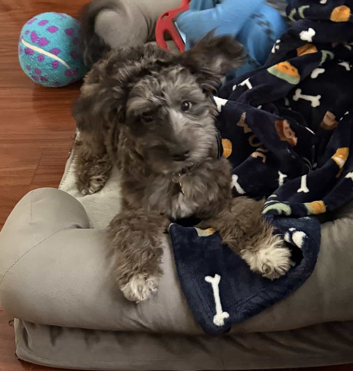 Adorable Aussiedoodle image 1