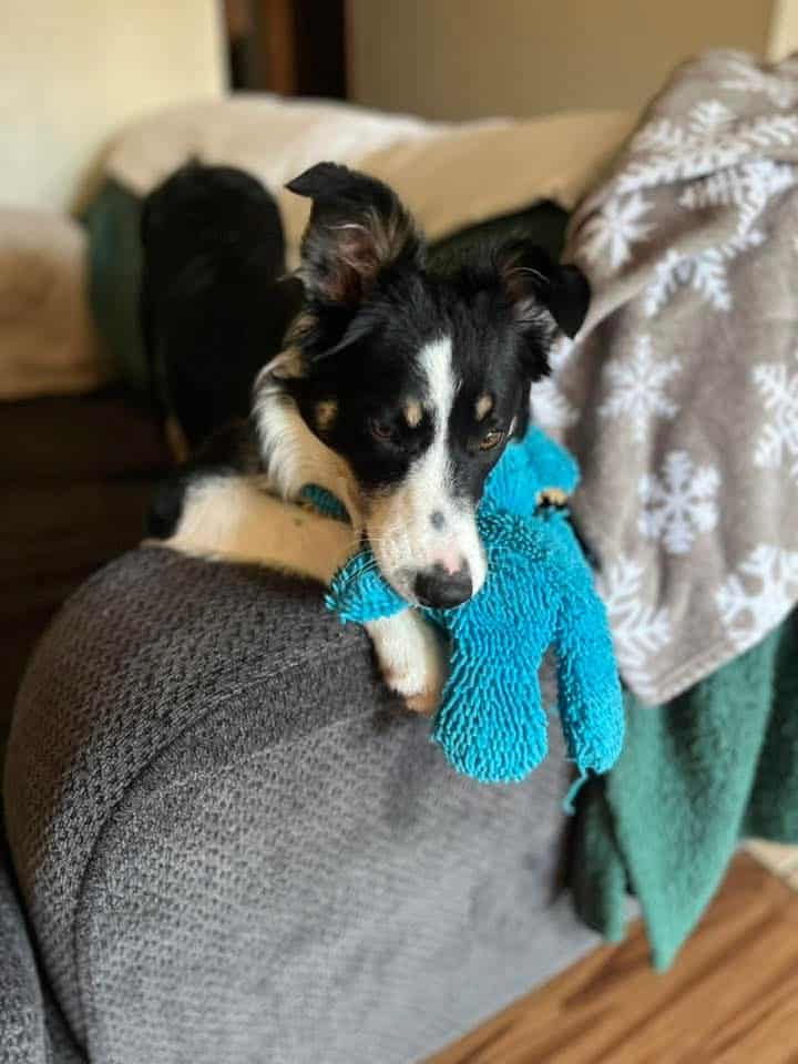 Female border collie mix 8 months old Free image 3