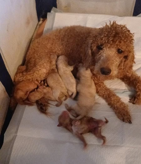 Mini-Poodles for re-homing image 3
