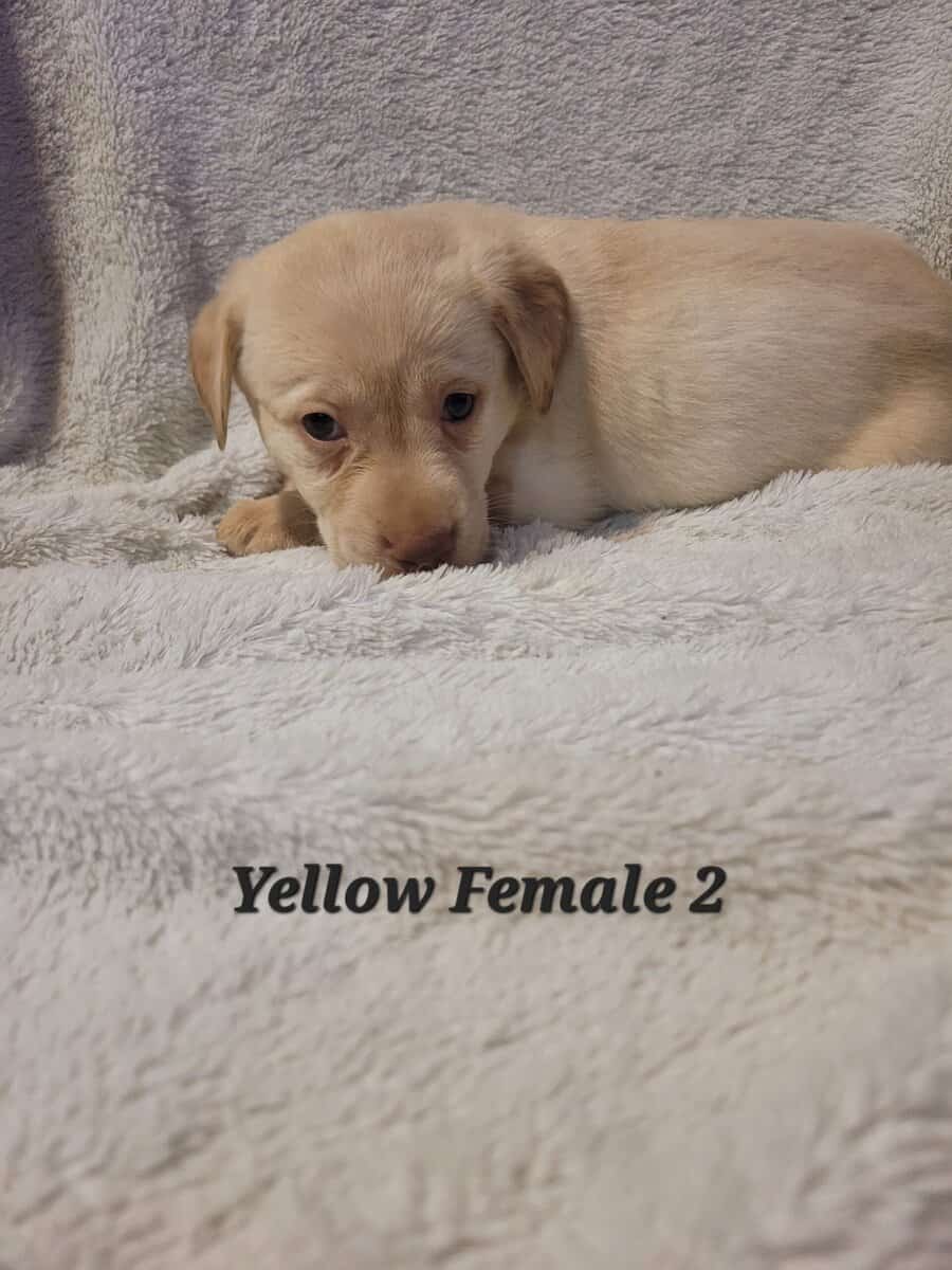 Lab Puppies image 7