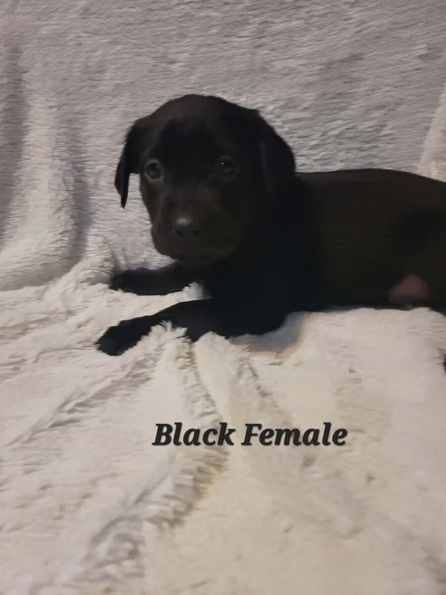 Lab Puppies image 4