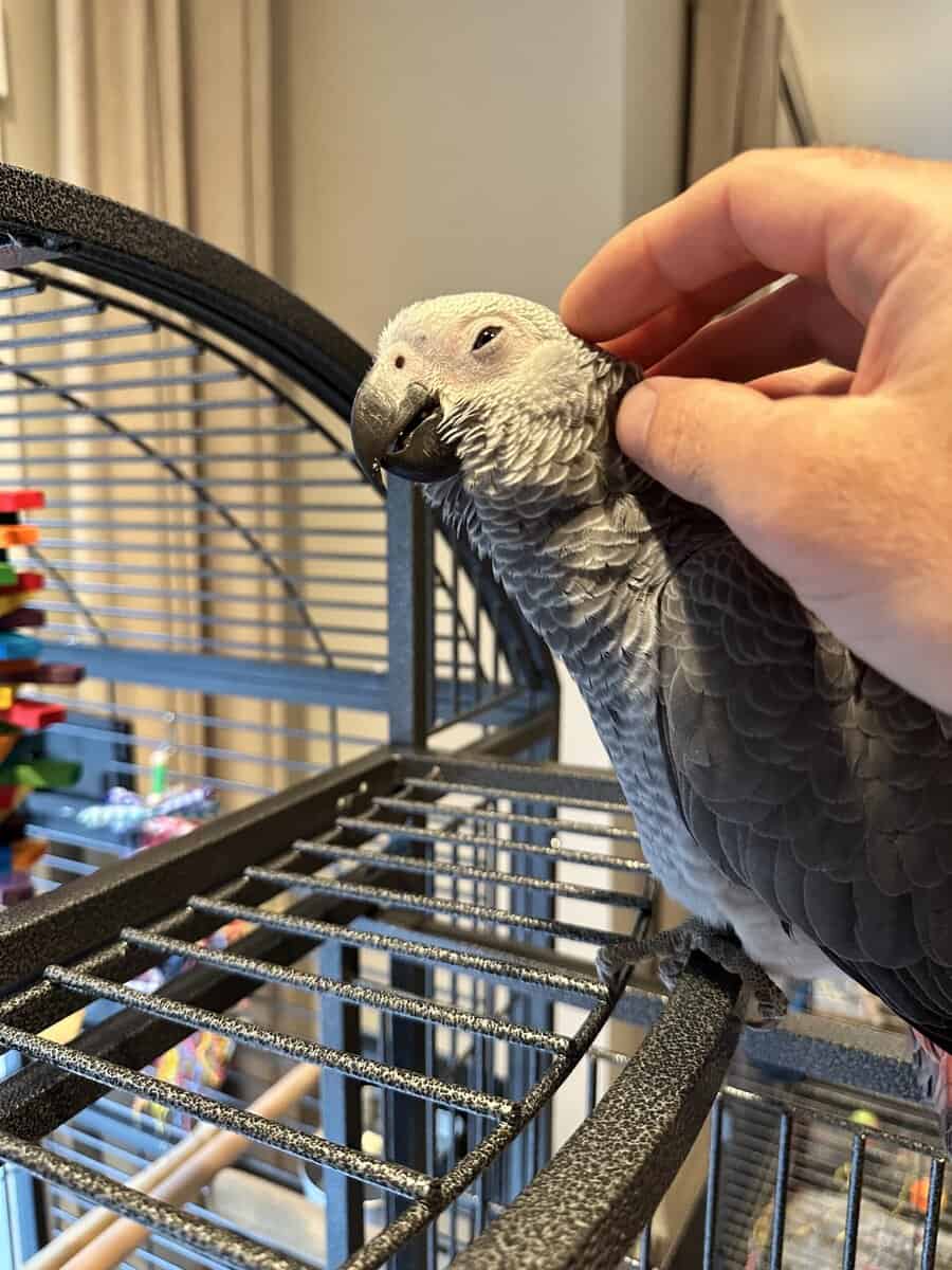 Beautiful & Healthy 3 year old African Grey image 2