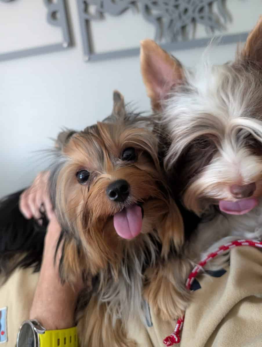 AKC Yorkies image 9