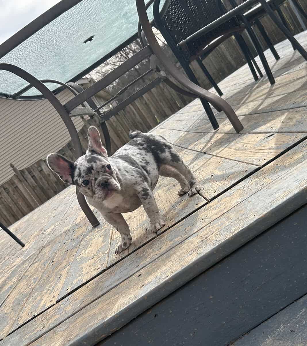 Frenchie puppies looking for new home image 4