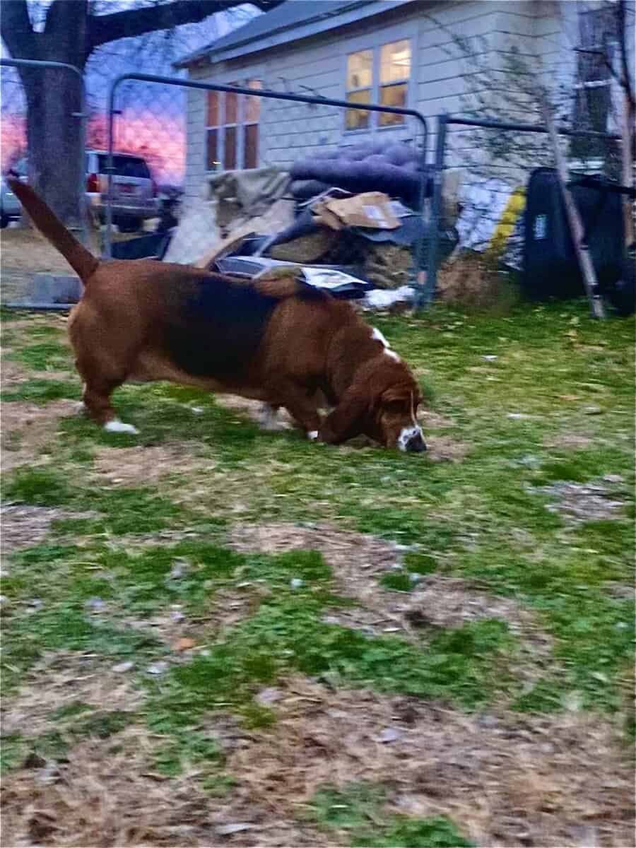 Aine- a 2 year old purebred basset hound image 5